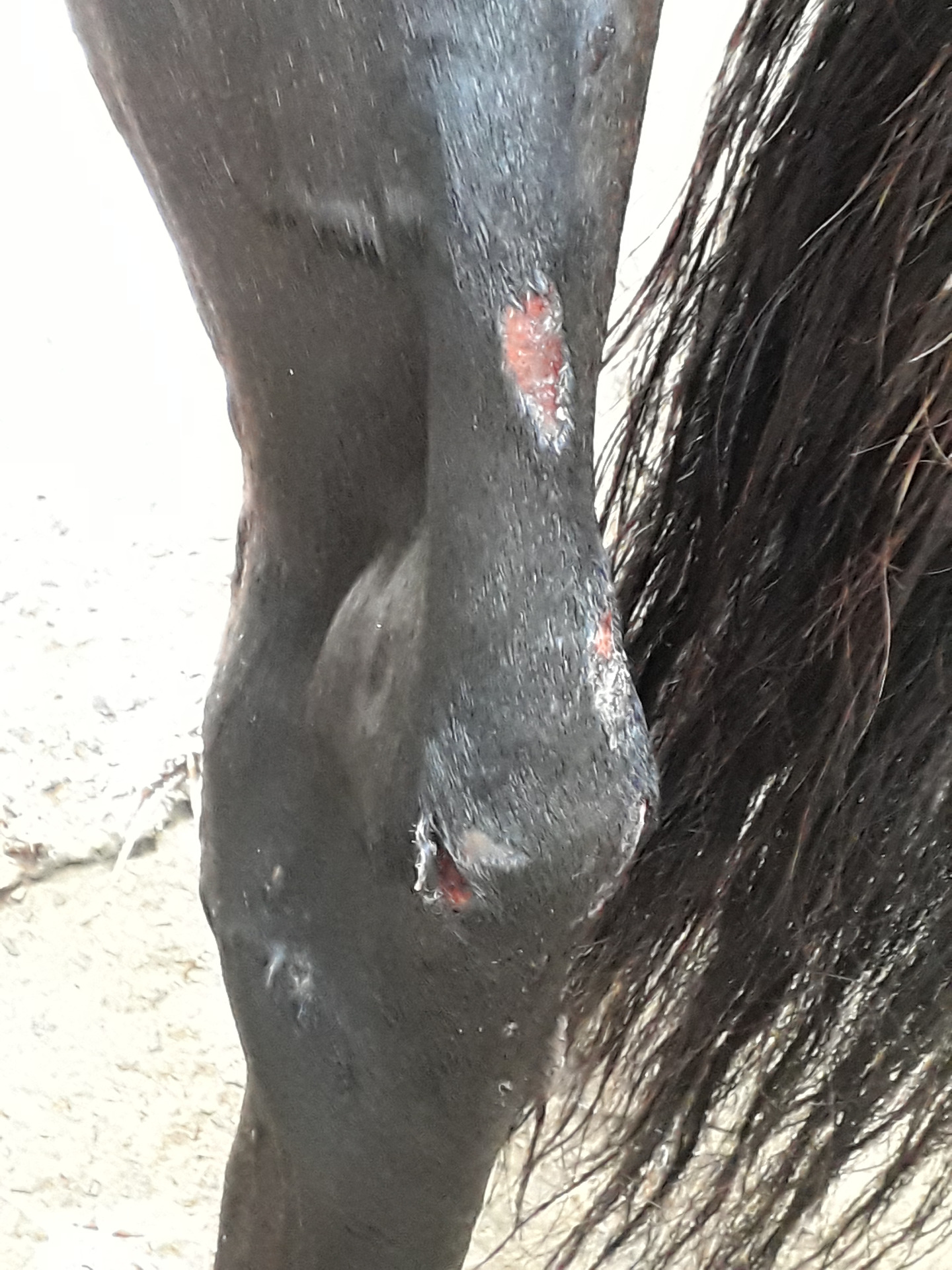 blessures du 7/10/18